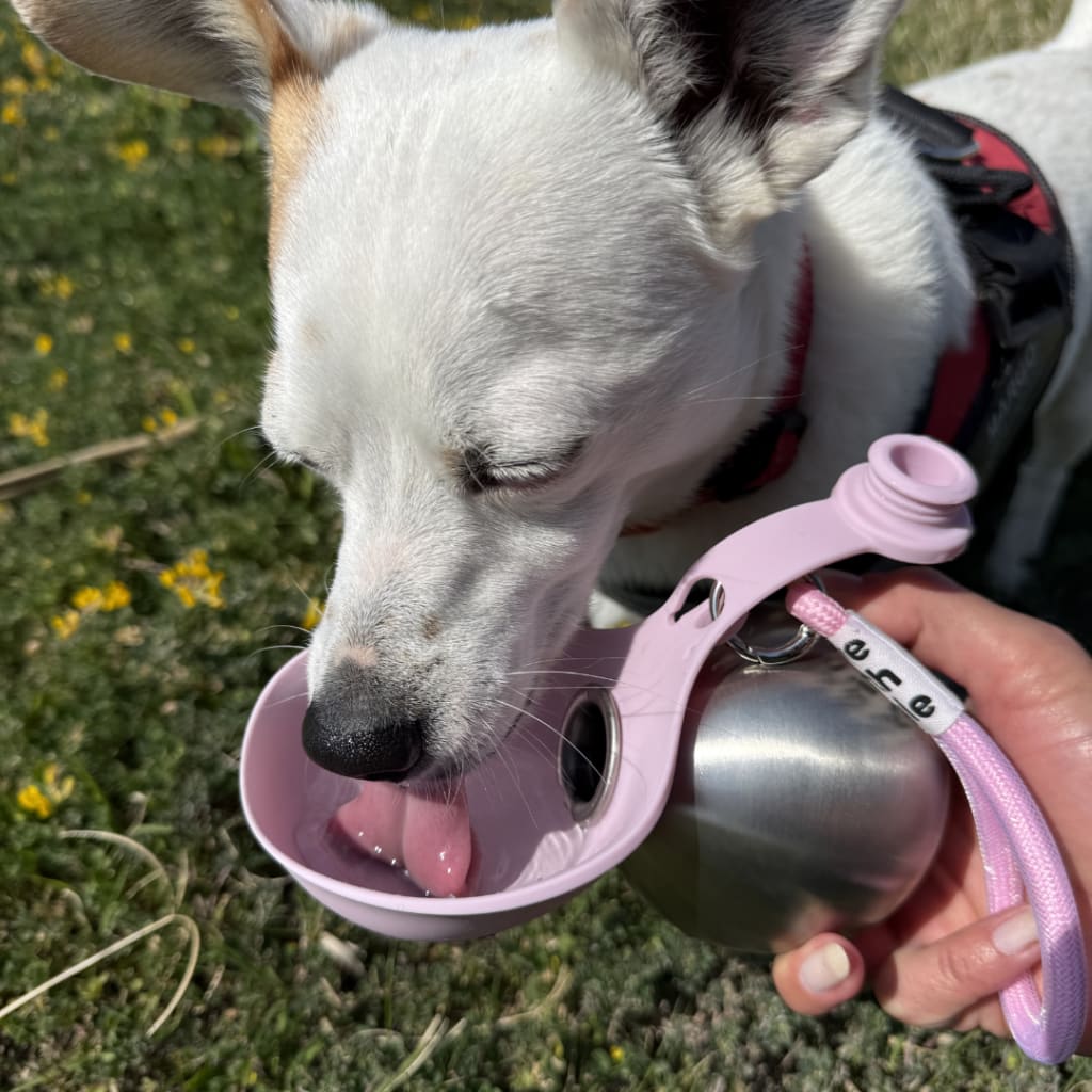 2-in-1 Leak-Proof Dog Water Bottle Portable Travel Bowl