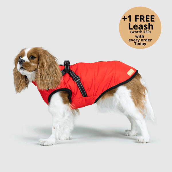 auroragloss™ 3 in 1 Jacket