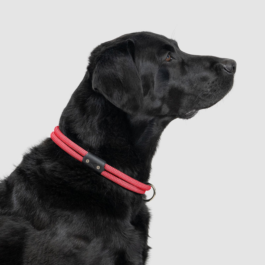 Lifetime Collar